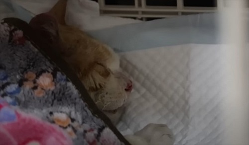 ガリガリの野良猫を緊急保護