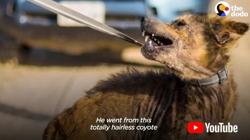 コヨーテみたいな野良犬