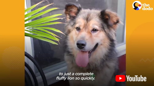 変身したワンコ