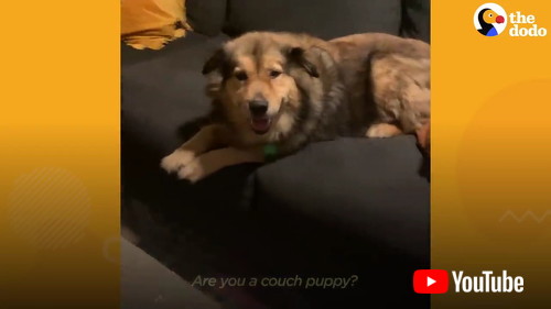 ソファでくつろぐ犬