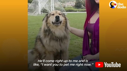 幸せそうなワンコ