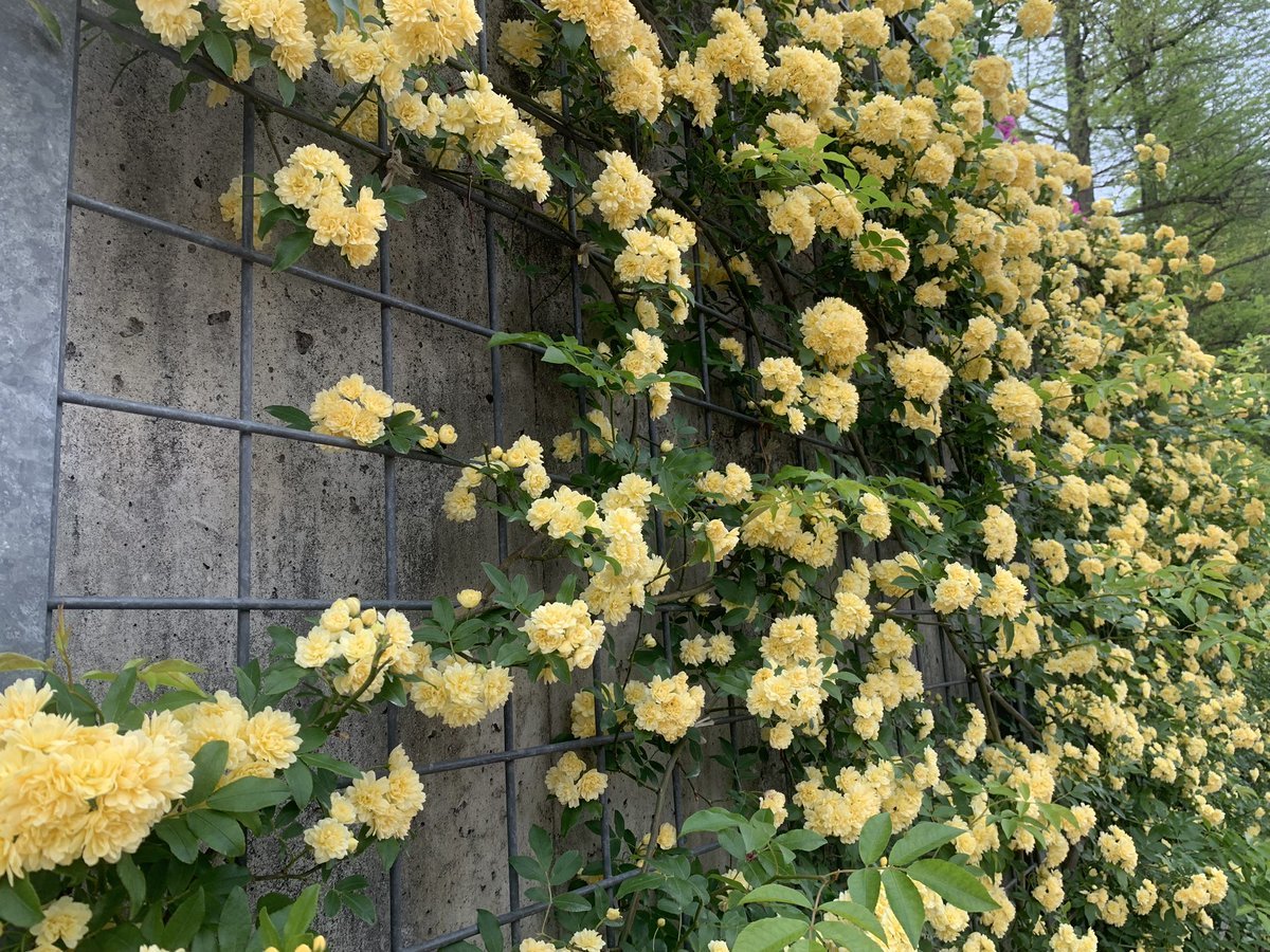 こ、これは！　「炒り卵のような見た目の花」が言われたら、もうそれにしか見えないと話題に