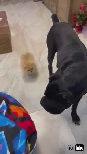 追いかけるワンコ