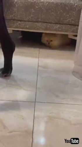 追いかけられるワンコ