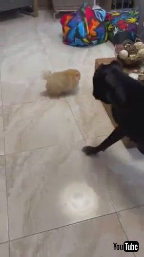 キャンキャンダッシュ