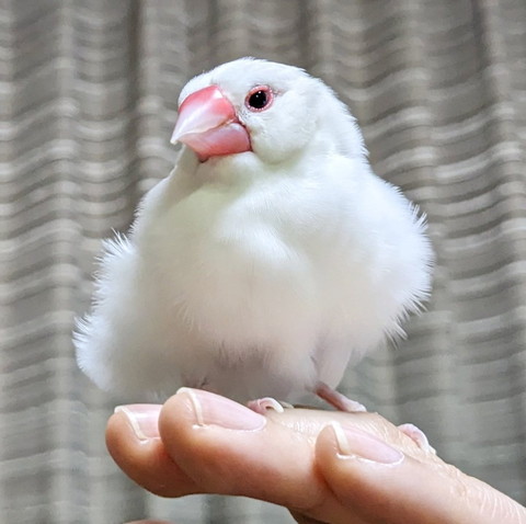 ほほえんでいるような文鳥
