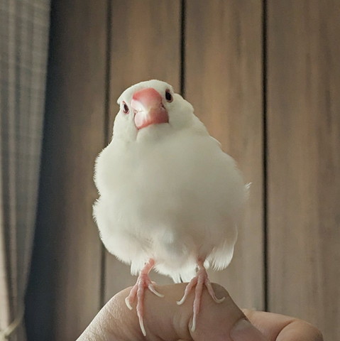 体左に傾けてる文鳥