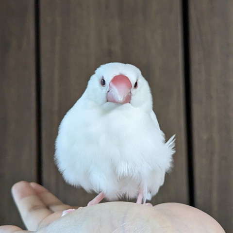 もふっとしながらキリッとしてる文鳥