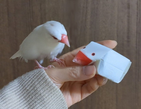 紙箱見てる文鳥
