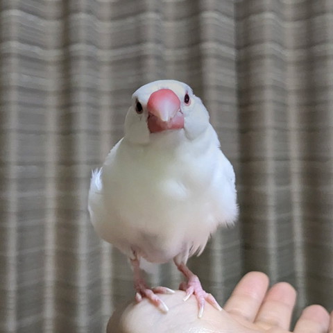 真っすぐ前を見てる文鳥