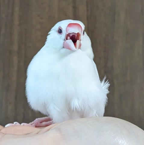 口あけてる文鳥
