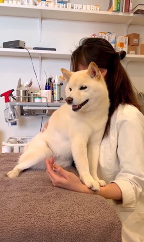 先生の腕に両前足置くワンコ