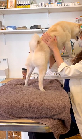 先生に捕まって2足立ちするワンコ