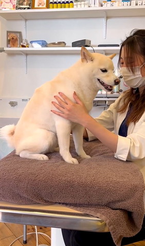 お座りして画面右下見るワンコ