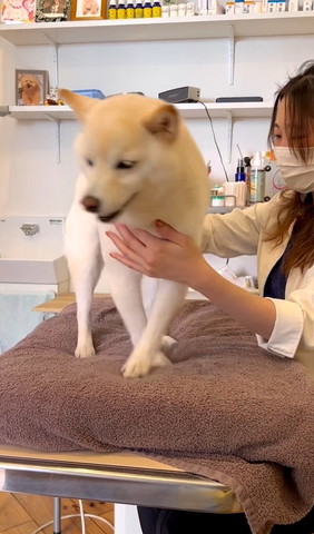 診察台歩くワンコ