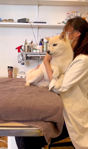 先生に寄り添うワンコ