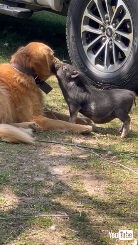 グルーミングするブタ