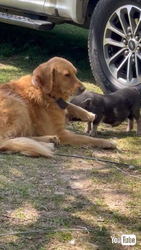 入念にチェックするブタ