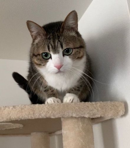 キャットタワーにいる猫