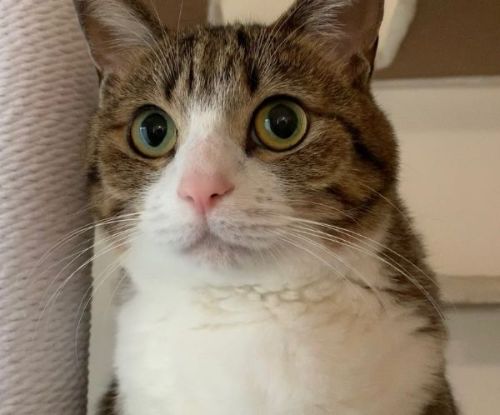 キャットタワーにいる猫