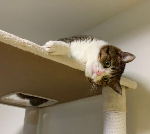 キャットタワーにいる猫