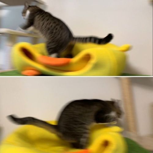 キャットタワーにいる猫