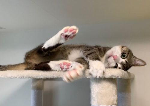 キャットタワーにいる猫