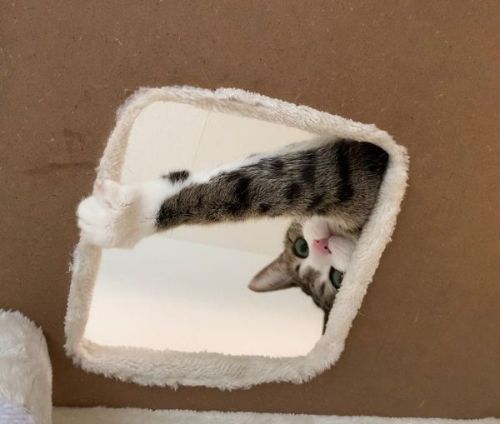 キャットタワーにいる猫