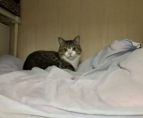 キャットタワーにいる猫