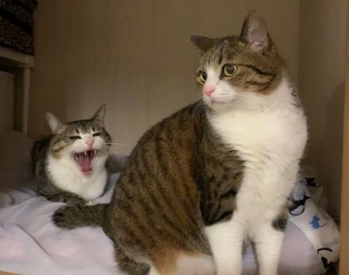 キャットタワーにいる猫