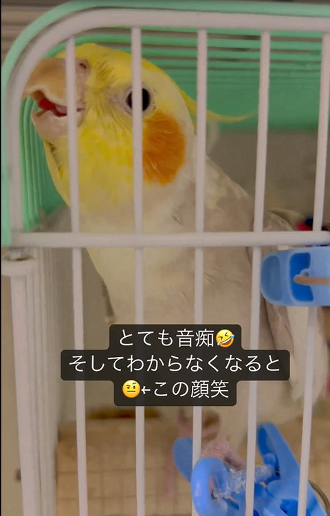 オカメインコ