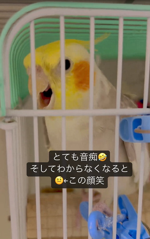 オカメインコ