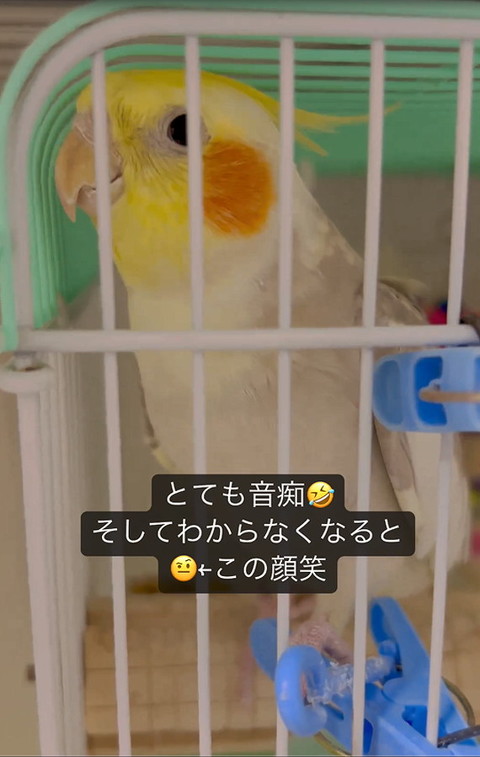 オカメインコ
