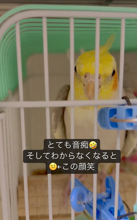 オカメインコ