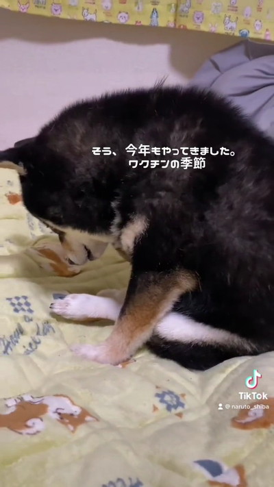 落ち込む黒柴犬