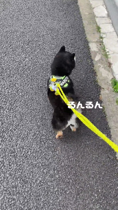 ルンルンな黒柴犬