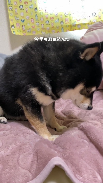 今年も落ち込む黒柴犬
