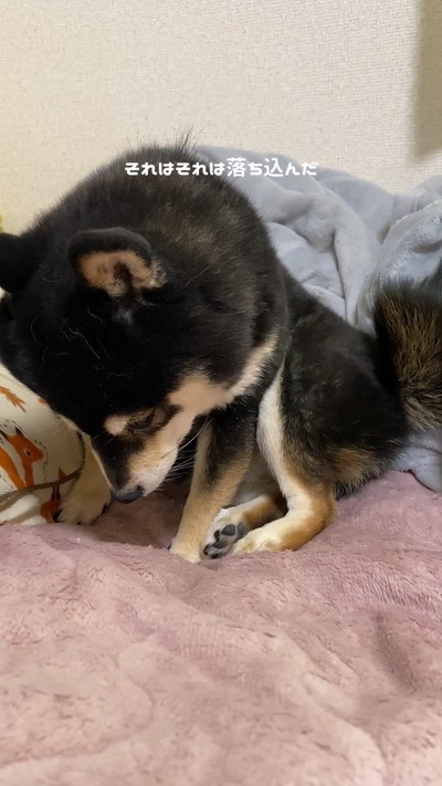 落ち込む黒柴犬正面から