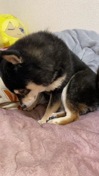 ガックリな黒柴犬