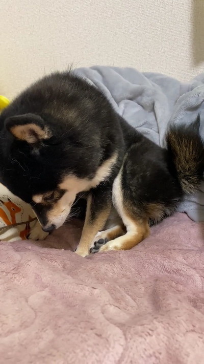 下を見る黒柴犬