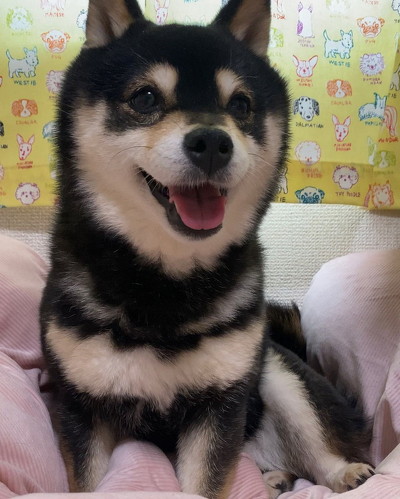 笑顔の黒柴犬