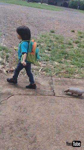 「Armadillo Plays Follow The Leader With Little Lad || ViralHog」