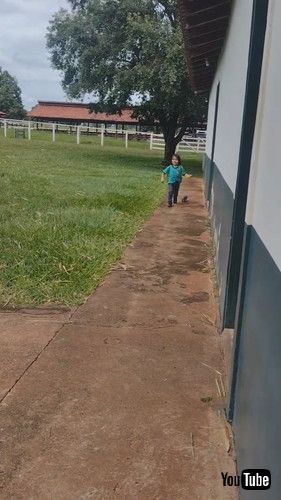 「Armadillo Plays Follow The Leader With Little Lad || ViralHog」