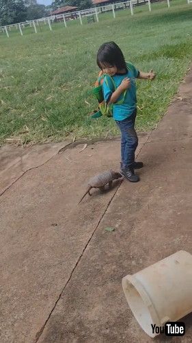 「Armadillo Plays Follow The Leader With Little Lad || ViralHog」