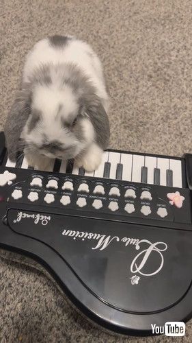 ピアノを弾くウサギ