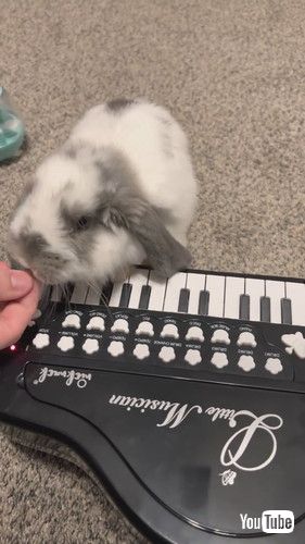 おやつをもらうウサギ