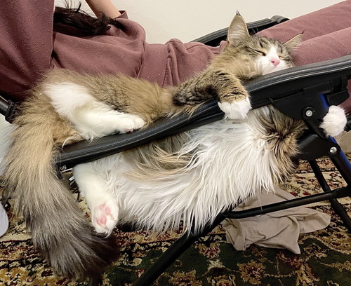 隣で寝たいしろあんちゃん