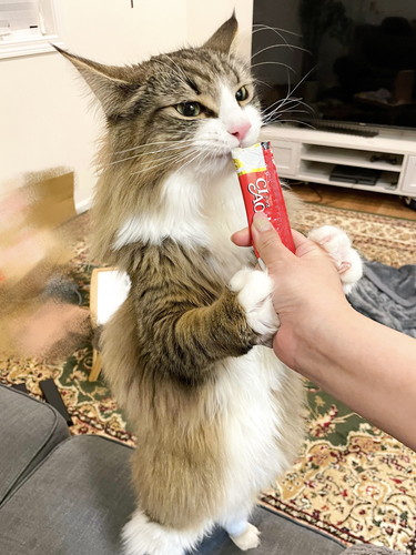 しろあんちゃん