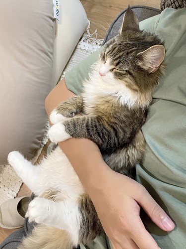 しろあんちゃん