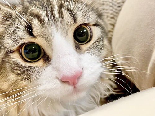 しろあんちゃん